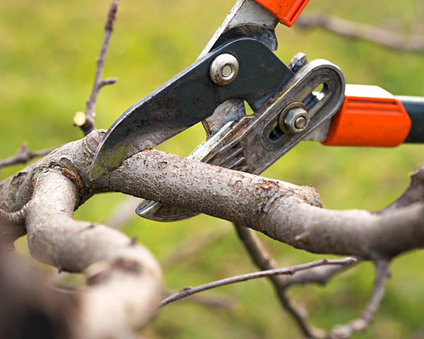 Bepflanzung Gartenbau Pflege